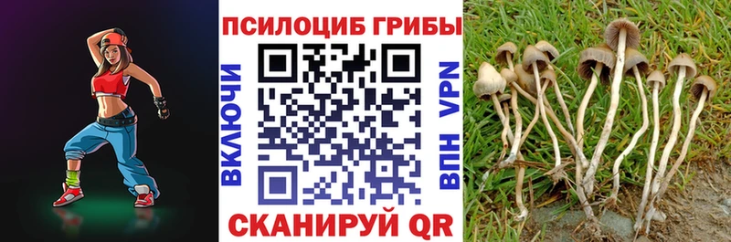 Псилоцибиновые грибы Cubensis  Афипский 
